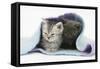 Two Kittens Asleep under a Scarf-Mark Taylor-Framed Stretched Canvas