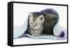 Two Kittens Asleep under a Scarf-Mark Taylor-Framed Stretched Canvas