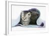 Two Kittens Asleep under a Scarf-Mark Taylor-Framed Photographic Print