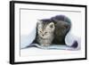 Two Kittens Asleep under a Scarf-Mark Taylor-Framed Photographic Print
