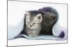 Two Kittens Asleep under a Scarf-Mark Taylor-Mounted Photographic Print