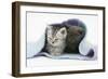 Two Kittens Asleep under a Scarf-Mark Taylor-Framed Photographic Print