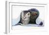 Two Kittens Asleep under a Scarf-Mark Taylor-Framed Photographic Print