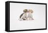 Two Kittens Kissing against White Background-ICHIRO-Framed Stretched Canvas