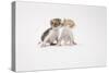 Two Kittens Kissing against White Background-ICHIRO-Stretched Canvas