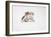 Two Kittens Kissing against White Background-ICHIRO-Framed Photographic Print