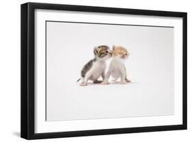 Two Kittens Kissing against White Background-ICHIRO-Framed Photographic Print