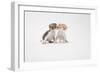 Two Kittens Kissing against White Background-ICHIRO-Framed Photographic Print