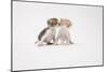 Two Kittens Kissing against White Background-ICHIRO-Mounted Photographic Print