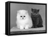 Two Kittens One a White Chinchilla the Other a British Shorthair Blue-Thomas Fall-Framed Stretched Canvas