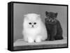 Two Kittens One a White Chinchilla the Other a British Shorthair Blue-Thomas Fall-Framed Stretched Canvas