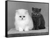 Two Kittens One a White Chinchilla the Other a British Shorthair Blue-Thomas Fall-Framed Stretched Canvas