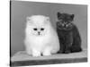 Two Kittens One a White Chinchilla the Other a British Shorthair Blue-Thomas Fall-Stretched Canvas