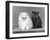 Two Kittens One a White Chinchilla the Other a British Shorthair Blue-Thomas Fall-Framed Photographic Print