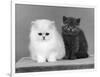 Two Kittens One a White Chinchilla the Other a British Shorthair Blue-Thomas Fall-Framed Photographic Print