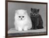 Two Kittens One a White Chinchilla the Other a British Shorthair Blue-Thomas Fall-Framed Photographic Print