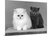 Two Kittens One a White Chinchilla the Other a British Shorthair Blue-Thomas Fall-Mounted Photographic Print
