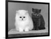 Two Kittens One a White Chinchilla the Other a British Shorthair Blue-Thomas Fall-Framed Photographic Print