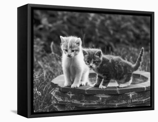 Two Kittens Stand in a Bird Bath Watching Something in the Grass-Thomas Fall-Framed Stretched Canvas
