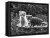 Two Kittens Stand in a Bird Bath Watching Something in the Grass-Thomas Fall-Framed Stretched Canvas