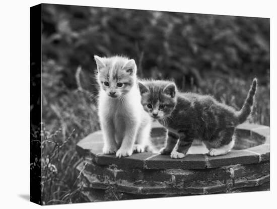 Two Kittens Stand in a Bird Bath Watching Something in the Grass-Thomas Fall-Stretched Canvas