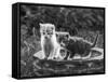 Two Kittens Stand in a Bird Bath Watching Something in the Grass-Thomas Fall-Framed Stretched Canvas