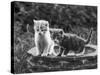 Two Kittens Stand in a Bird Bath Watching Something in the Grass-Thomas Fall-Stretched Canvas