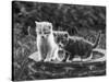 Two Kittens Stand in a Bird Bath Watching Something in the Grass-Thomas Fall-Stretched Canvas