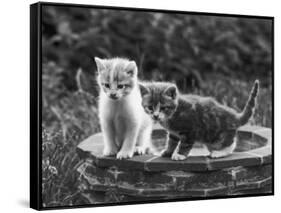 Two Kittens Stand in a Bird Bath Watching Something in the Grass-Thomas Fall-Framed Stretched Canvas