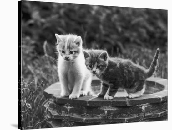Two Kittens Stand in a Bird Bath Watching Something in the Grass-Thomas Fall-Stretched Canvas