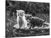 Two Kittens Stand in a Bird Bath Watching Something in the Grass-Thomas Fall-Stretched Canvas