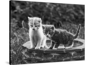 Two Kittens Stand in a Bird Bath Watching Something in the Grass-Thomas Fall-Stretched Canvas