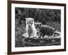 Two Kittens Stand in a Bird Bath Watching Something in the Grass-Thomas Fall-Framed Photographic Print