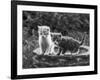 Two Kittens Stand in a Bird Bath Watching Something in the Grass-Thomas Fall-Framed Photographic Print