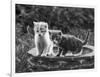 Two Kittens Stand in a Bird Bath Watching Something in the Grass-Thomas Fall-Framed Photographic Print