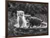 Two Kittens Stand in a Bird Bath Watching Something in the Grass-Thomas Fall-Framed Photographic Print