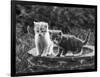 Two Kittens Stand in a Bird Bath Watching Something in the Grass-Thomas Fall-Framed Photographic Print