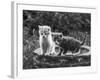 Two Kittens Stand in a Bird Bath Watching Something in the Grass-Thomas Fall-Framed Photographic Print