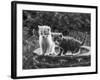 Two Kittens Stand in a Bird Bath Watching Something in the Grass-Thomas Fall-Framed Photographic Print