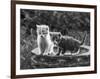 Two Kittens Stand in a Bird Bath Watching Something in the Grass-Thomas Fall-Framed Photographic Print