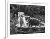 Two Kittens Stand in a Bird Bath Watching Something in the Grass-Thomas Fall-Framed Photographic Print