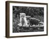 Two Kittens Stand in a Bird Bath Watching Something in the Grass-Thomas Fall-Framed Photographic Print