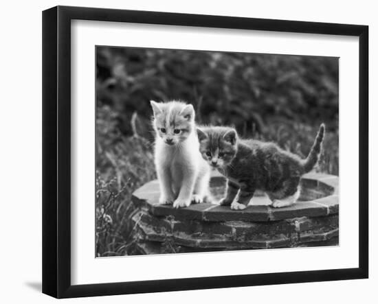 Two Kittens Stand in a Bird Bath Watching Something in the Grass-Thomas Fall-Framed Photographic Print