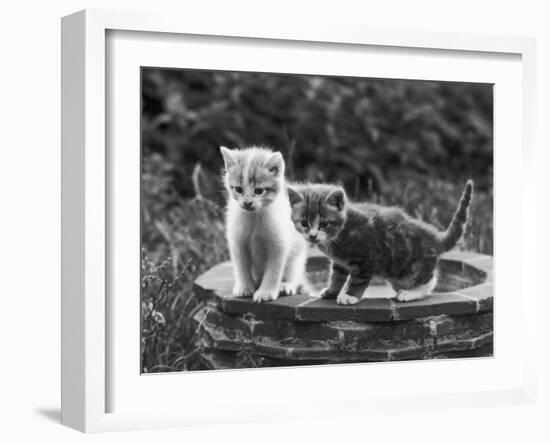 Two Kittens Stand in a Bird Bath Watching Something in the Grass-Thomas Fall-Framed Photographic Print