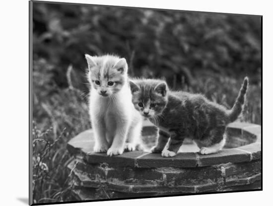Two Kittens Stand in a Bird Bath Watching Something in the Grass-Thomas Fall-Mounted Photographic Print