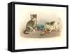 Two Kittens with Doll-null-Framed Stretched Canvas