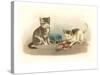 Two Kittens with Doll-null-Stretched Canvas