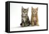 Two Kittens-null-Framed Stretched Canvas