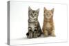 Two Kittens-null-Stretched Canvas