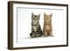 Two Kittens-null-Framed Photographic Print